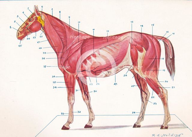 Superficial muscles, tendons, etc of a horse, c1907 (c1910). Artist: RE Holding.