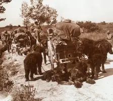 Supply dogs, c1914-c1918