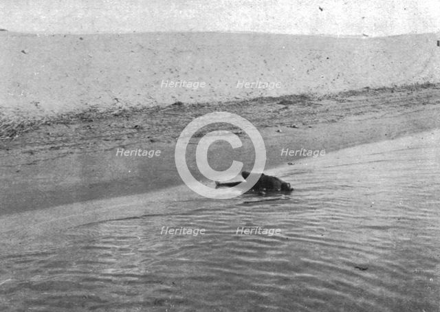 'Sur le Canal de Suez; Un soldat turc tue sur la berge asiatique, au moment ou'il..., 1915 (1924). Creator: Unknown.