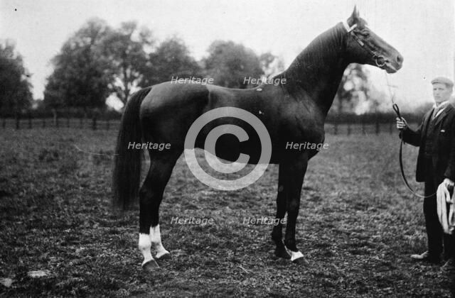 'Surefoot', 1911. Artist: Unknown.