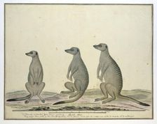 Suricata suricatta (Meerkats), 1773-1780. Creator: Robert Jacob Gordon