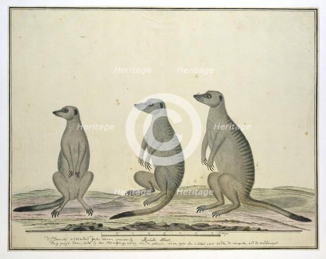 Suricata suricatta (Meerkats), 1773-1780. Creator: Robert Jacob Gordon.