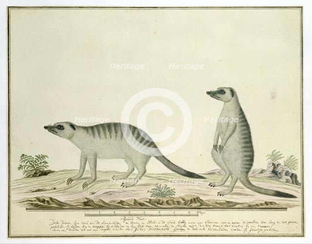 Suricata suricatta (Meerkats), 1777-1786. Creator: Robert Jacob Gordon.