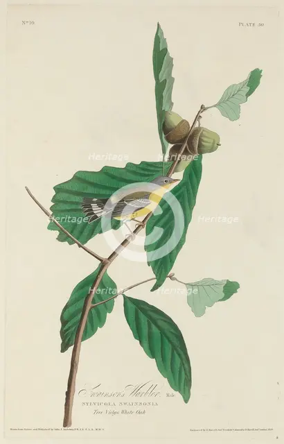 Swainson's Warbler, 1828. Creator: Robert Havell.