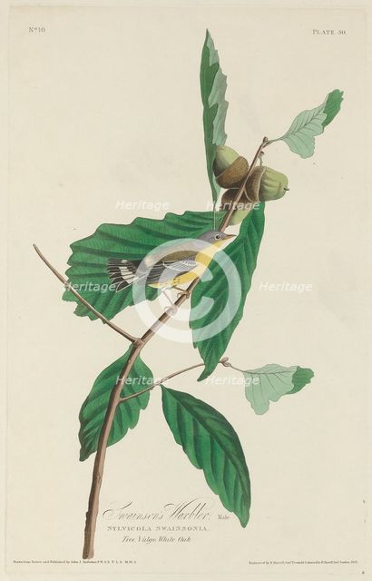 Swainson's Warbler, 1828. Creator: Robert Havell.