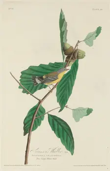Swainson's Warbler, 1828. Creator: Robert Havell