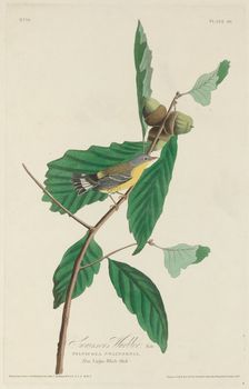 Swainson's Warbler, 1828. Creator: Robert Havell