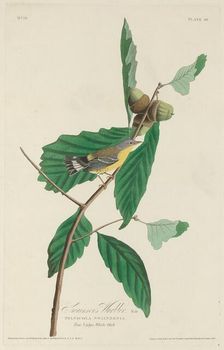Swainson's Warbler, 1828. Creator: Robert Havell