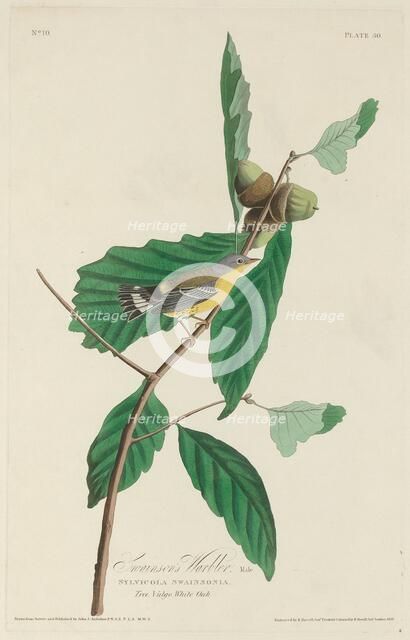 Swainson's Warbler, 1828. Creator: Robert Havell.