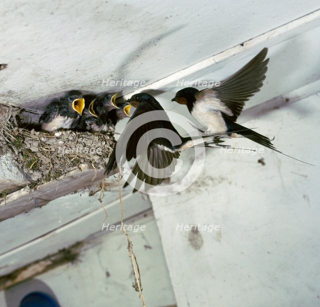 Swallows at a nest.