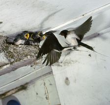 Swallows at a nest