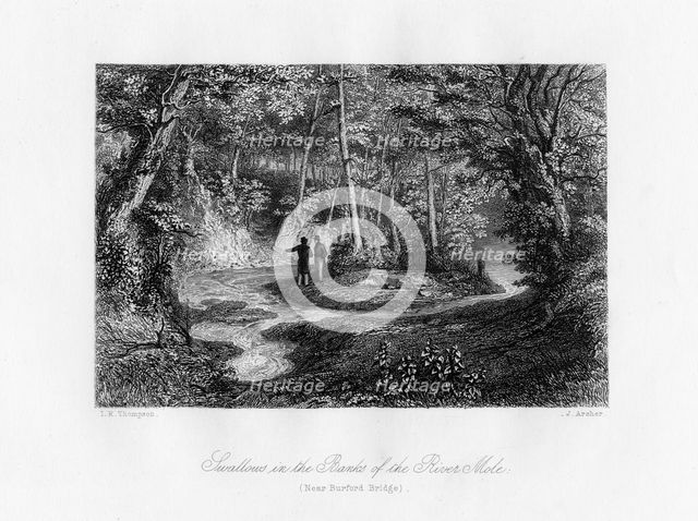 'Swallows in the Banks of the River Mole', Surrey, 19th century. Artist: J Archer