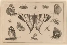 Swallow-tailed Butterfly and Twelve Other Insects. Creator: Wenceslaus Hollar