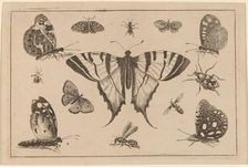 Swallow-tailed Butterfly and Twelve Other Insects. Creator: Wenceslaus Hollar
