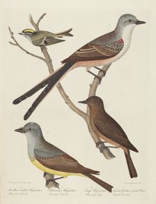 Swallow-tailed Flycatcher, Arkansas Flycatcher, Say's Flycatcher, and Female...Wren. Creator: Alexander Lawson