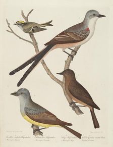 Swallow-tailed Flycatcher, Arkansas Flycatcher, Say's Flycatcher, and Female...Wren. Creator: Alexander Lawson
