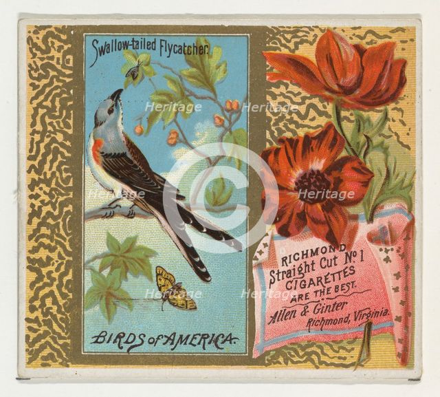 Swallow-tailed Flycatcher, from the Birds of America series (N37) for Allen & Ginter Cigar..., 1888. Creator: Allen & Ginter.