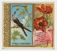 Swallow-tailed Flycatcher, from the Birds of America series (N37) for Allen & Ginter Cigar..., 1888. Creator: Allen & Ginter