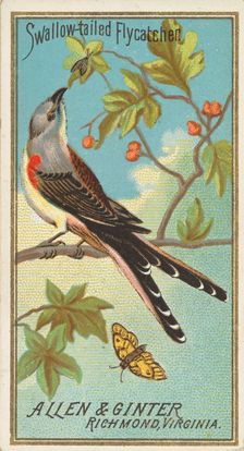 Swallow-tailed Flycatcher, from the Birds of America series (N4) for Allen & Ginter Cigare..., 1888. Creator: Allen & Ginter
