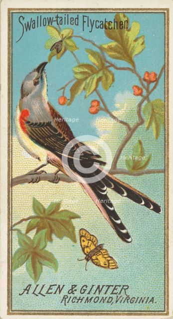 Swallow-tailed Flycatcher, from the Birds of America series (N4) for Allen & Ginter Cigare..., 1888. Creator: Allen & Ginter.