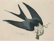 Swallow-tailed Hawk, 1829. Creator: Robert Havell