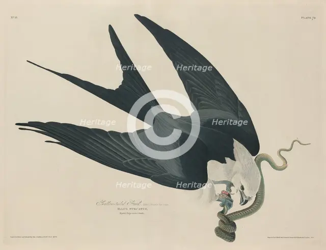 Swallow-tailed Hawk, 1829. Creator: Robert Havell.
