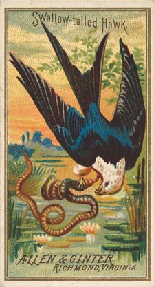 Swallow-tailed Hawk, from the Birds of America series (N4) for Allen & Ginter Cigarettes B..., 1888. Creator: Allen & Ginter