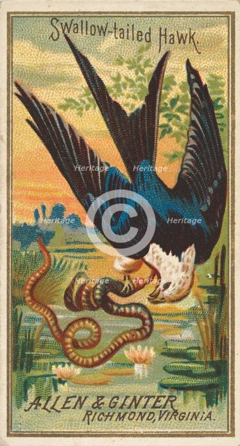Swallow-tailed Hawk, from the Birds of America series (N4) for Allen & Ginter Cigarettes B..., 1888. Creator: Allen & Ginter.