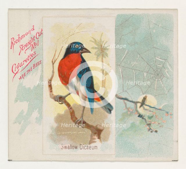 Swallow Dicaeum, from the Song Birds of the World series (N42) for Allen & Ginter Cigarett..., 1890. Creator: Allen & Ginter.