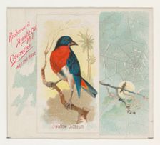 Swallow Dicaeum, from the Song Birds of the World series (N42) for Allen & Ginter Cigarett..., 1890. Creator: Allen & Ginter