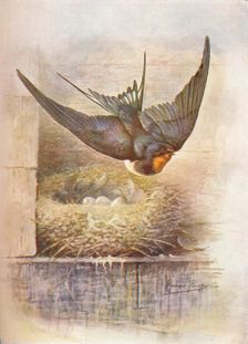 Swallow - Hirun'do rus'tica c1910, (1910). Artist: George James Rankin