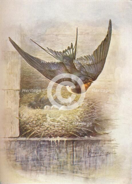 'Swallow - Hirun'do rus'tica', c1910, (1910). Artist: George James Rankin.