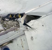 Swallow in flight at the nest