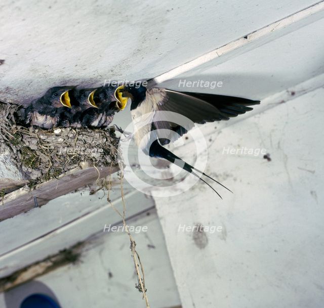 Swallow in flight at the nest.