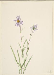 Swamp Aster (Aster paludosus), 1922. Creator: Mary Vaux Walcott