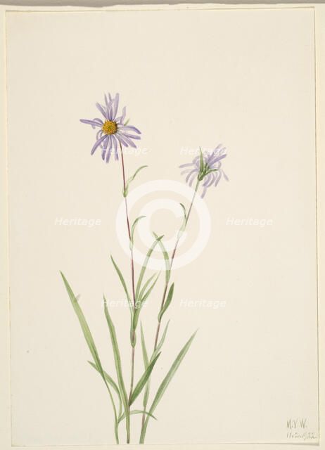 Swamp Aster (Aster paludosus), 1922. Creator: Mary Vaux Walcott.