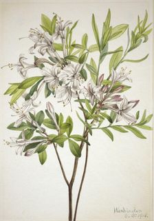 Swamp Azalea (Azalea viscosa), 1918. Creator: Mary Vaux Walcott