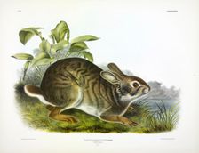 Swamp Hare, Lepus Aquaticus, 1845