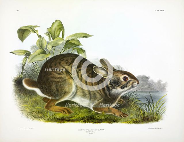 Swamp Hare, Lepus Aquaticus, 1845.