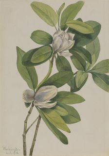Swamp Magnolia (Magnolia virginiana), 1918. Creator: Mary Vaux Walcott