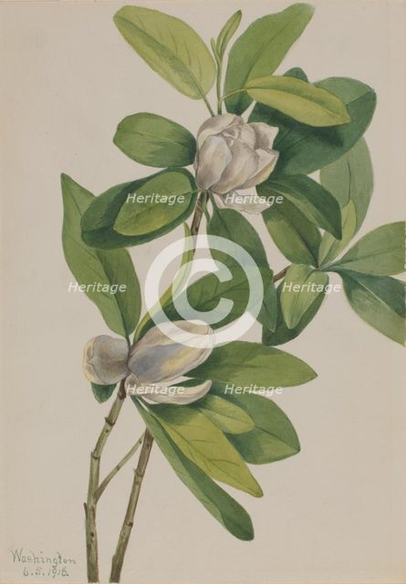 Swamp Magnolia (Magnolia virginiana), 1918. Creator: Mary Vaux Walcott.