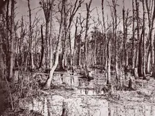Swamp near Broadway Landing, Appomattox River, 1864. Creator: Tim O'Sullivan