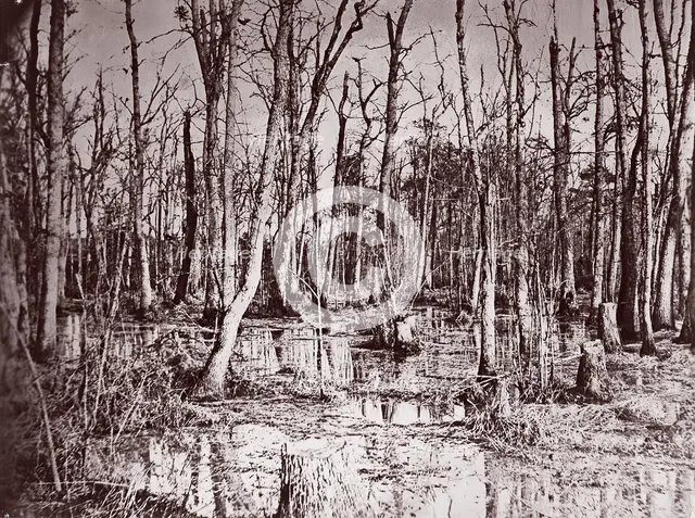 Swamp near Broadway Landing, Appomattox River, 1864. Creator: Tim O'Sullivan.