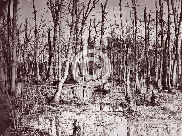 Swamp near Broadway Landing, Appomattox River, 1864. Creator: Tim O'Sullivan.