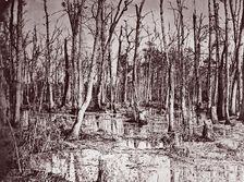 Swamp near Broadway Landing, Appomattox River, 1864. Creator: Tim O'Sullivan