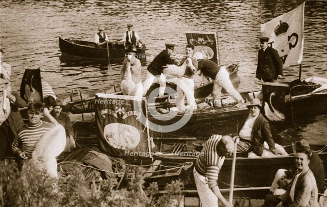 Swan upping on the Thames, 20th century.  Creator: Unknown.