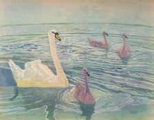Swan and Cygnets 1911, (1928). Artist: William Giles