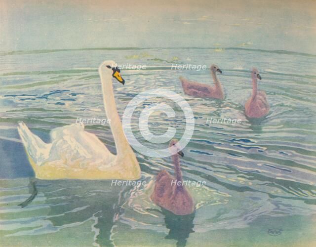 'Swan and Cygnets', 1911, (1928). Artist: William Giles.
