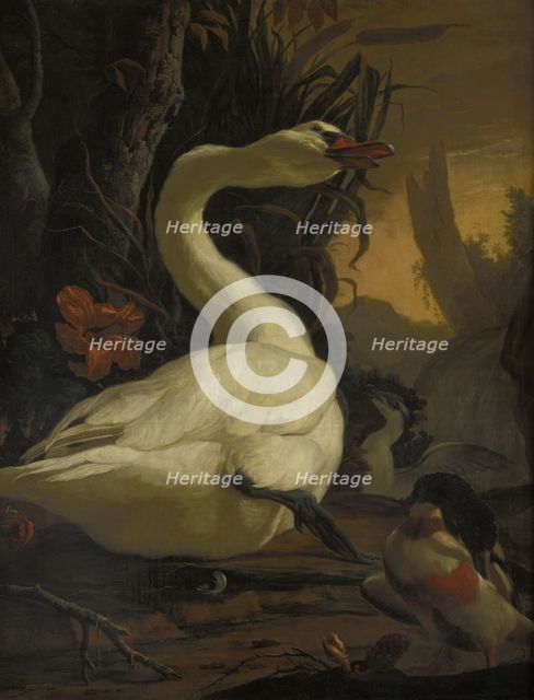 Swan, c1700. Creator: Abraham Busschop.