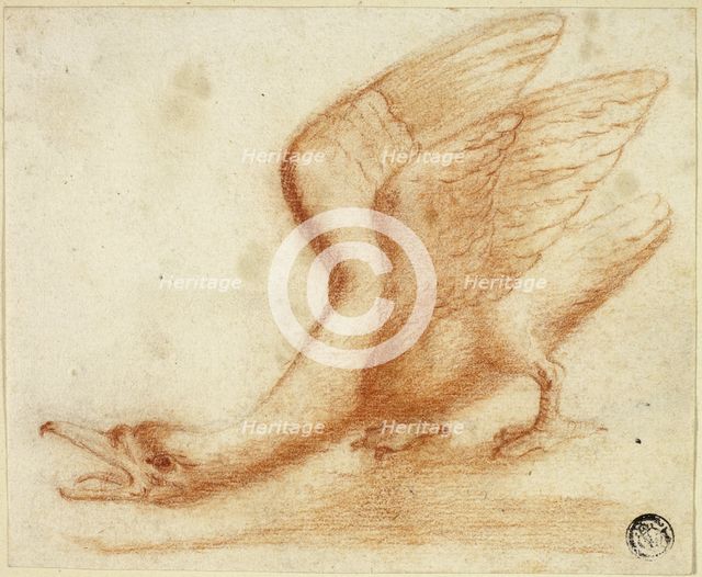 Swan, n.d. Creator: Unknown.